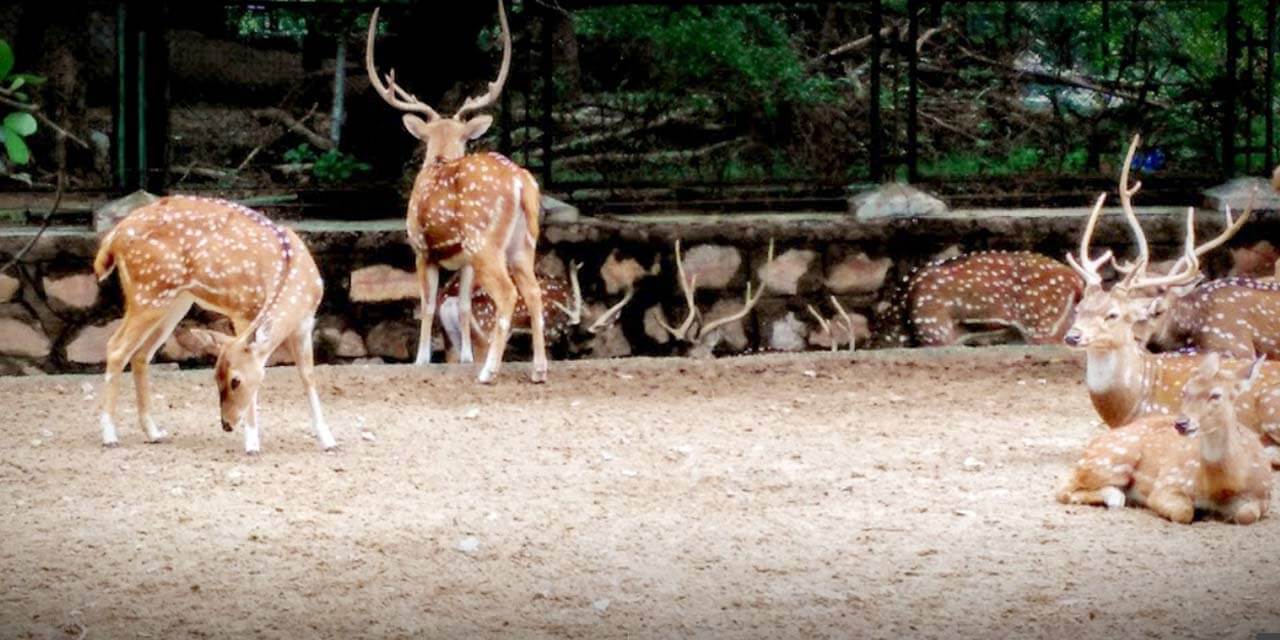 Places to Visit Jaipur Zoo, Jaipur