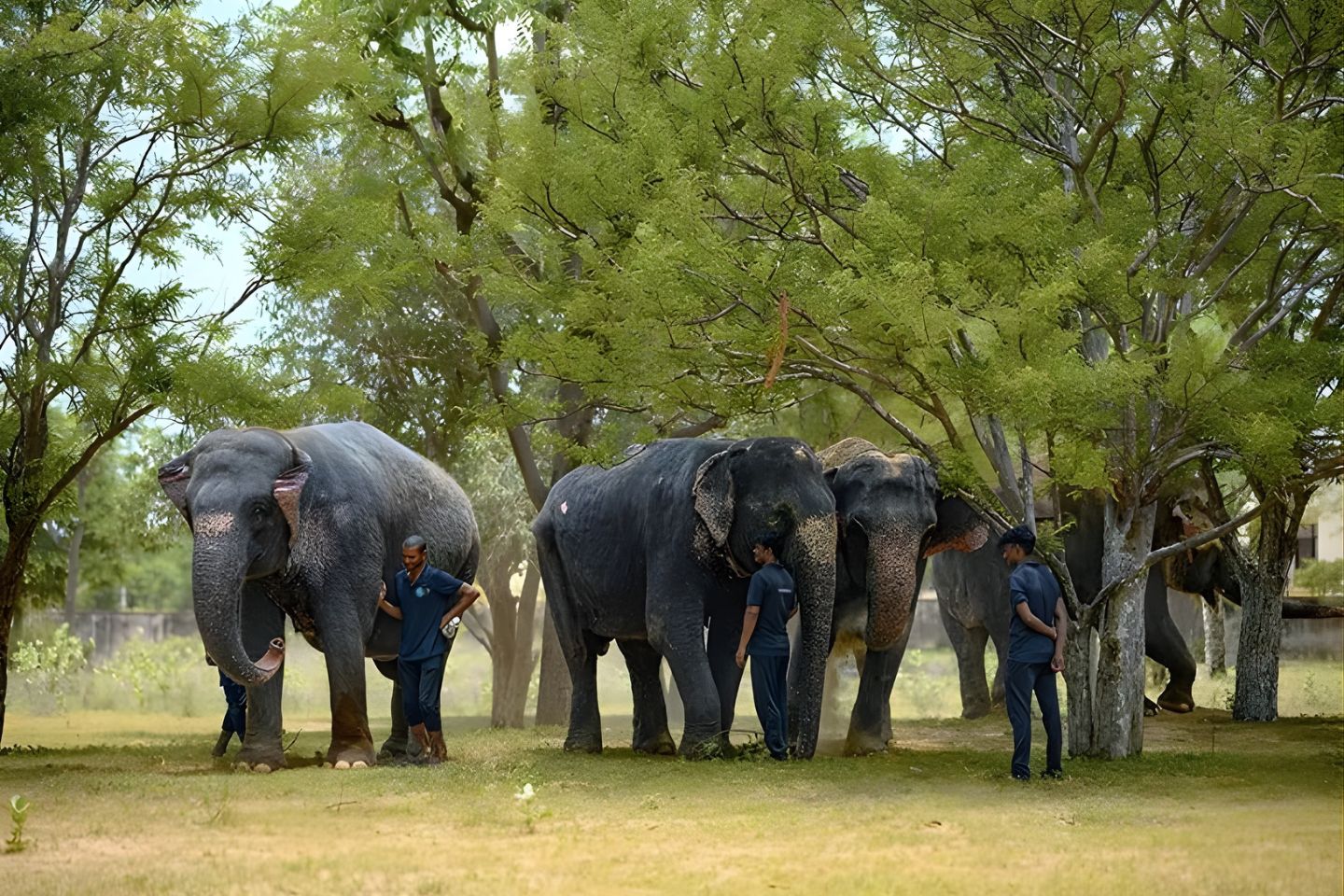 Visit elephant farm